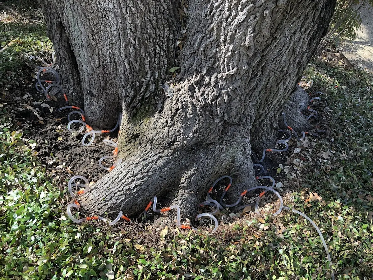 Detailed Tree Cabling and Bracing job site in Rio Hondo