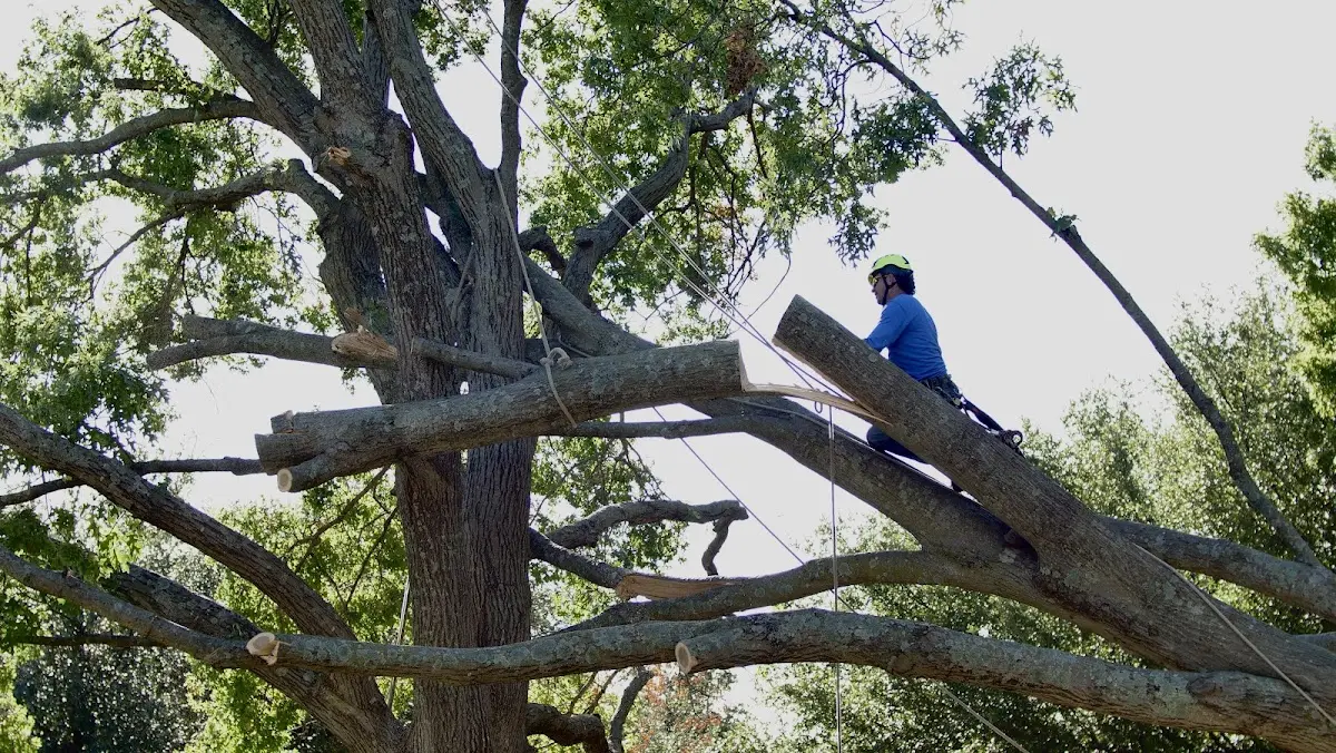 Professional Crown Thinning performed by certified arborists in Rio Hondo